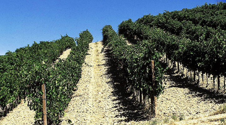 Tenuta Cocci Grifoni